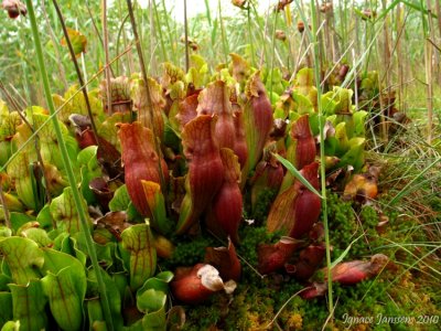 Sarracenia purpurea ssp. purpurea Isère,France 2010