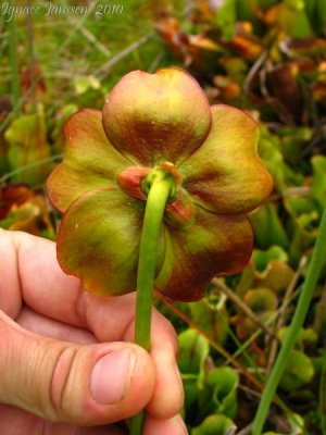 Sarracenia purpurea ssp. purpurea Isre,France 2010