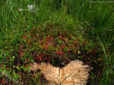 Drosera rotundifolia Chane de Belledonne