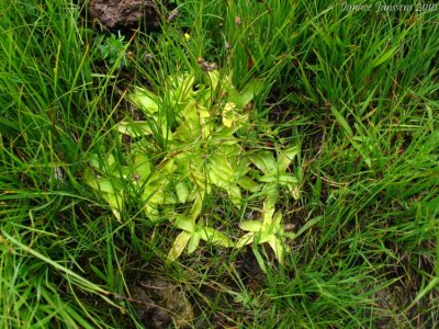 Pinguicula vulgaris Chane de Belledonne