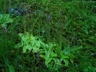 P.grandiflora ssp. rosea 1440m .Chane de Belledonne,Isre.