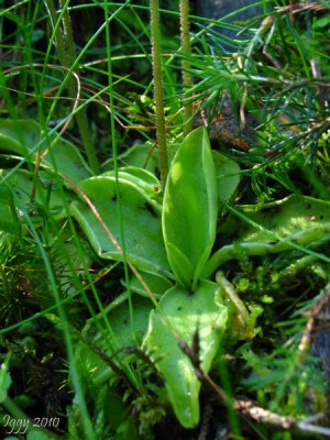 P.grandiflora ssp. rosea 1440m .Chane de Belledonne,Isre.