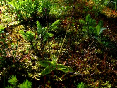 P.grandiflora ssp. rosea 1440m .Chane de Belledonne,Isre.