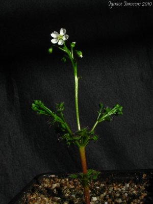 Drosera porrecta 'Northern form'
