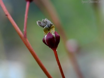Drosera rupicola red plants