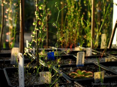 drosera zigzagia