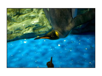 Penguin, aquarium, Tokyo