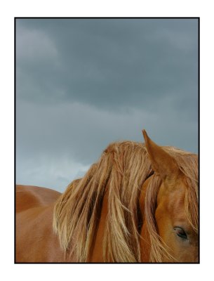 Horse, Suffolk, England