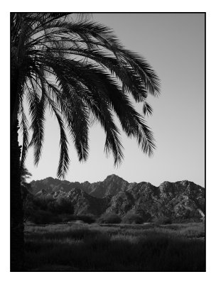 Tree and hills, Oman