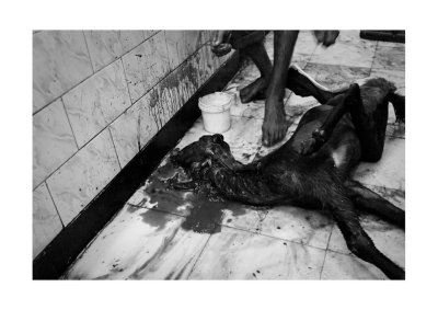 Goat, recently deceased, Halal butcher, Mumbai