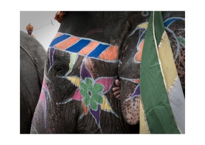 Elephant polo, Deogarh, Rajasthan