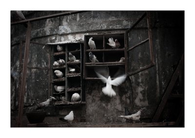 Pigeons, Dhoby Ghaut, Mumbai