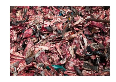 Buffaloes' heads, hooves, horns, jaw bones in abattoir, Dharavi, Mumbai