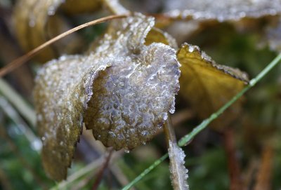 It's getting colder, November 2010
