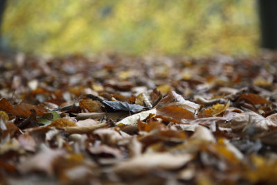 Colors of Fall in October 2010, Germany