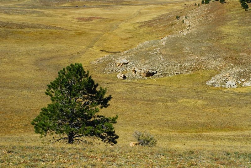 North Kaibab Meadow