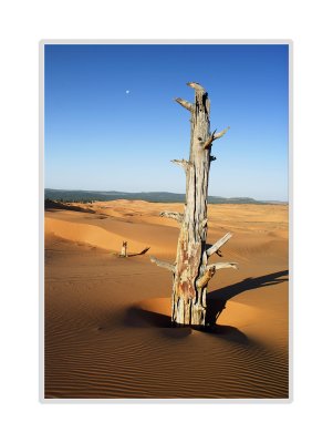 Dead Ponderosa