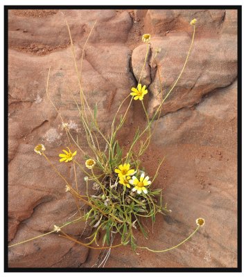 Trailside Daisies
