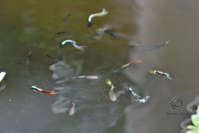 Tiny Fishes