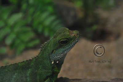 lizard at butterfly farm