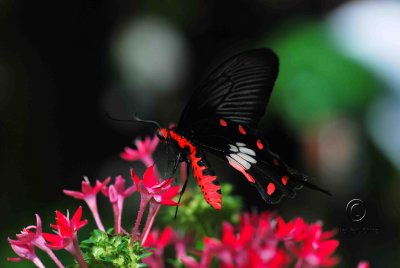 Butterfly Farm