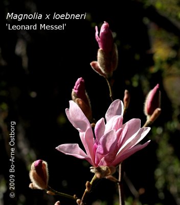 Magnoliaceae