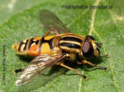 Hoverfly Helophilus pendulus.