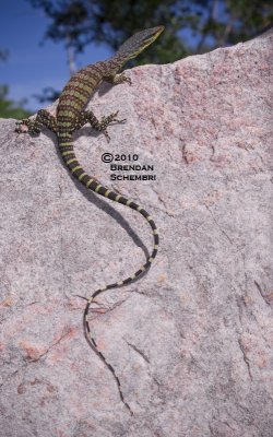 Kimberley Rock Monitor (Varanus glauerti)