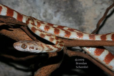 Banded Tree Snake (Boiga irregularis)