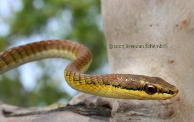 Northern Tree Snake (Dendrelaphis calligastra)