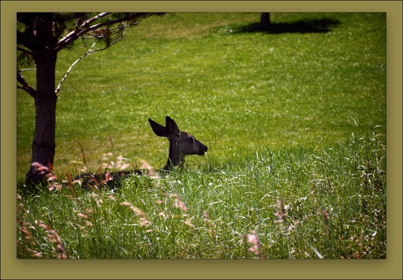 Doe Mule Deer