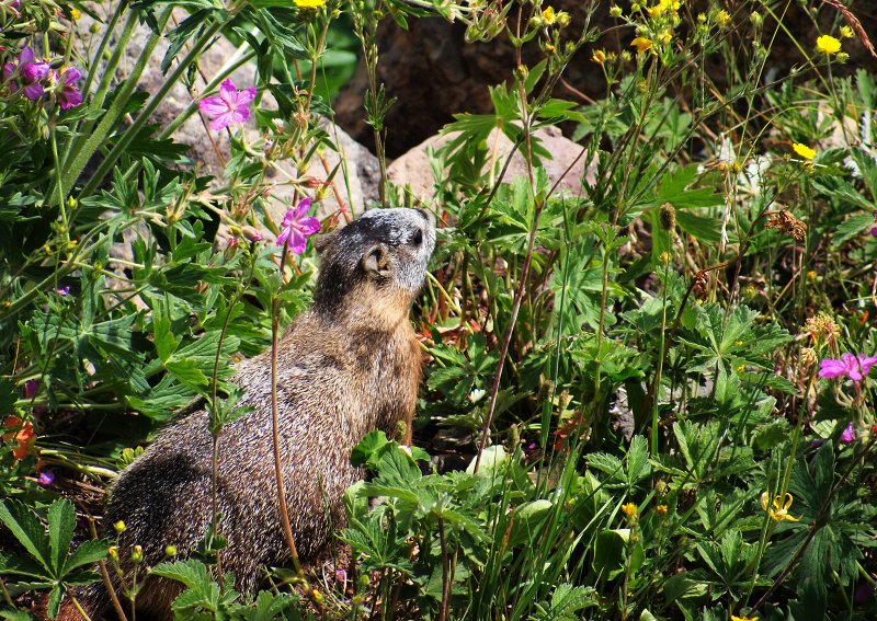 Marmot