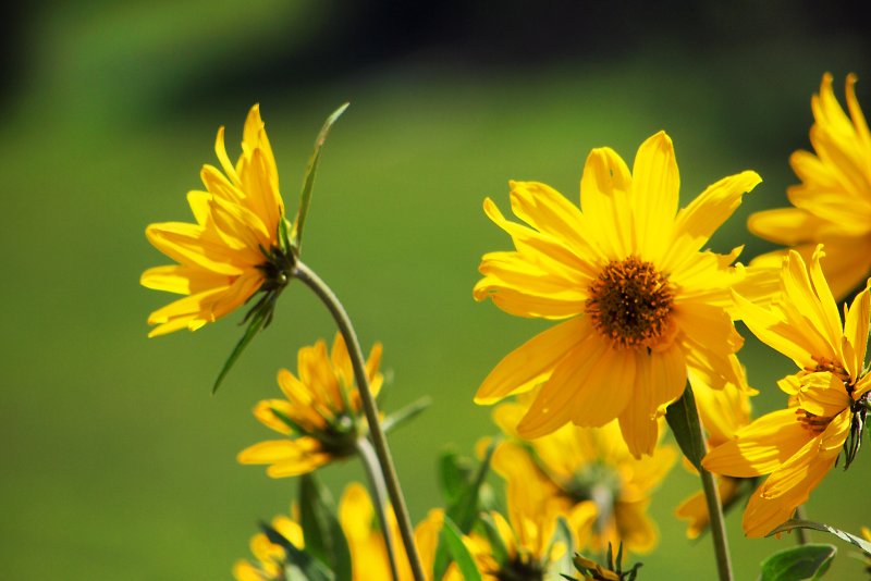 Waltz of the Flowers