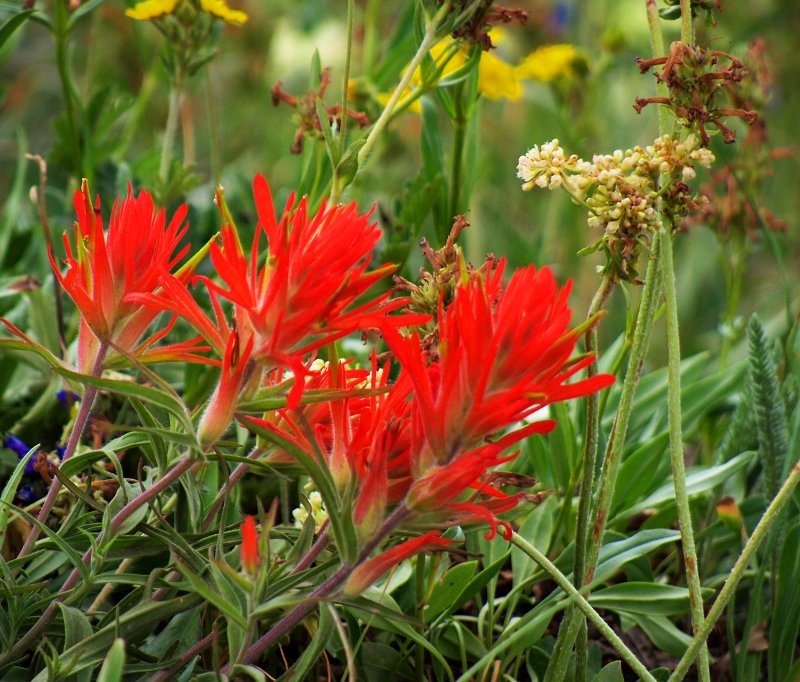 Wildflowers