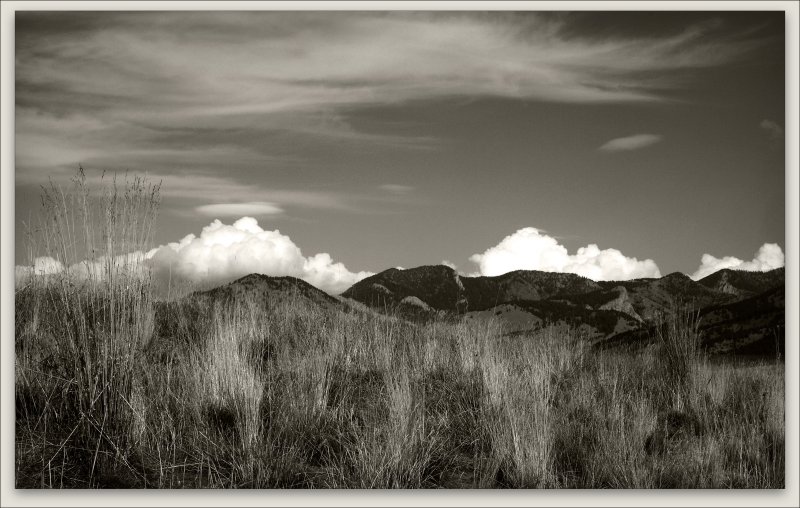 Dog Walk 1