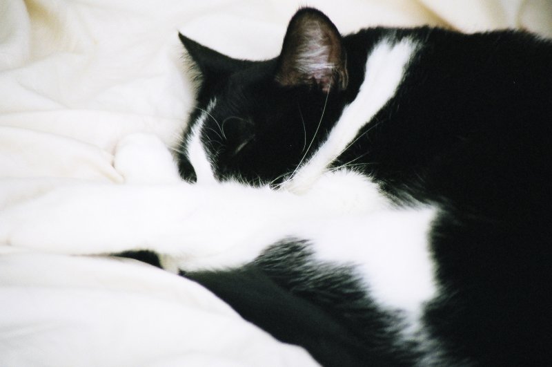 Jasmine Sleeping
