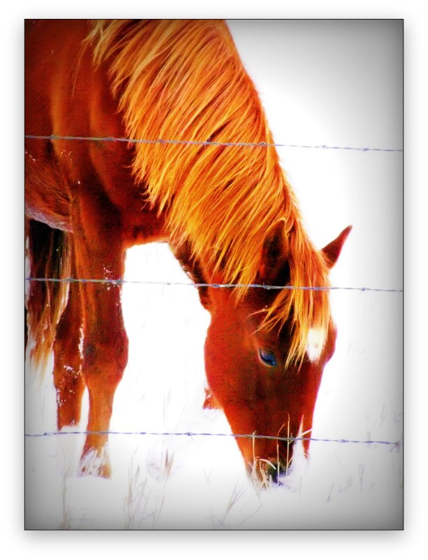 Isn't That a Pretty Mane