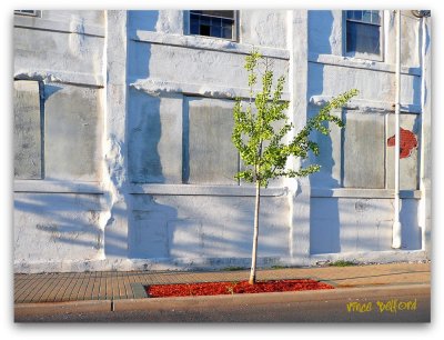 A Tree Grows In Bound Brook