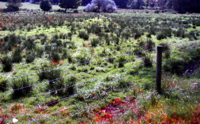 Field And Wire Fence 