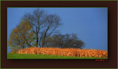 Corn Maze