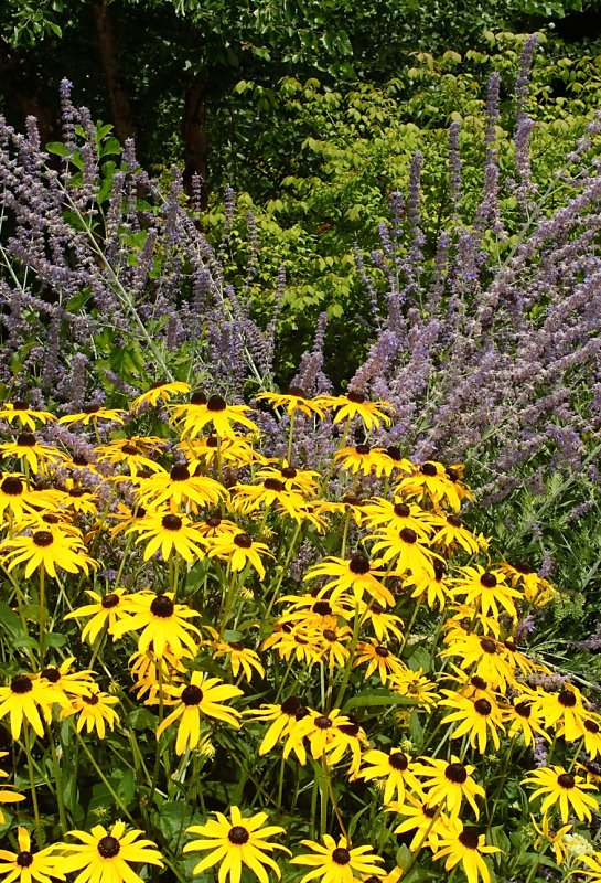 Daisies