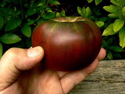 cherokee purple tomato3.jpg