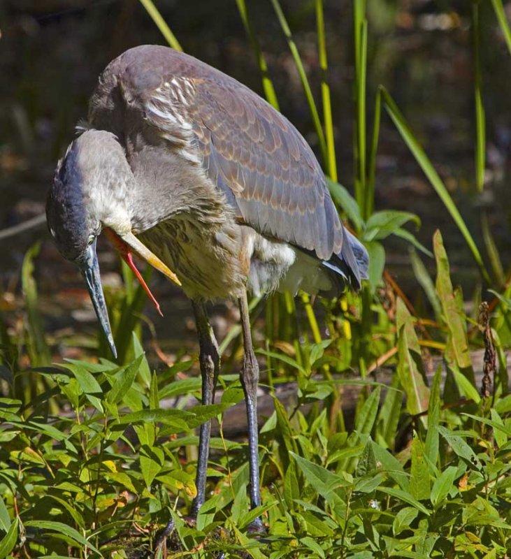 GBH Tongue 0341.jpg