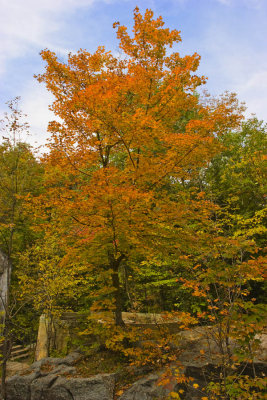 Autumn Orange 7637.jpg