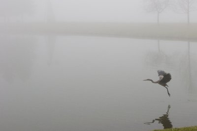 Heron in Fog 8379.jpg