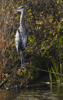 Great Blue Heron 8440.jpg