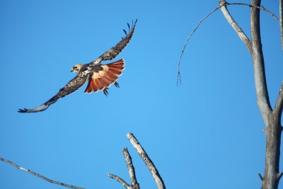 Hawk taking flight 8789