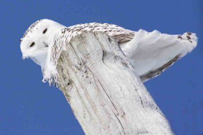 Snowy Owl on Pole 8903