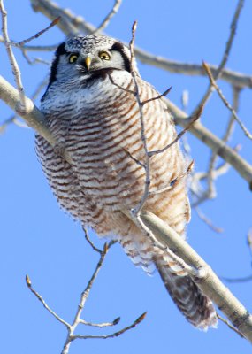 Hawk Owl 8930