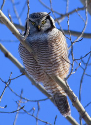 Northern Hawk Owl 8917